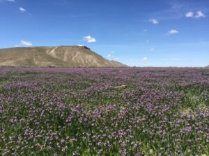 Utah OSR Land Cooperative