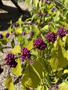 Blueberry Hill Cohousing