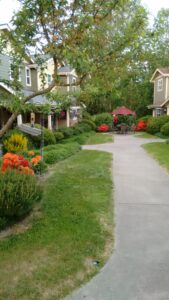 Meadow Wood